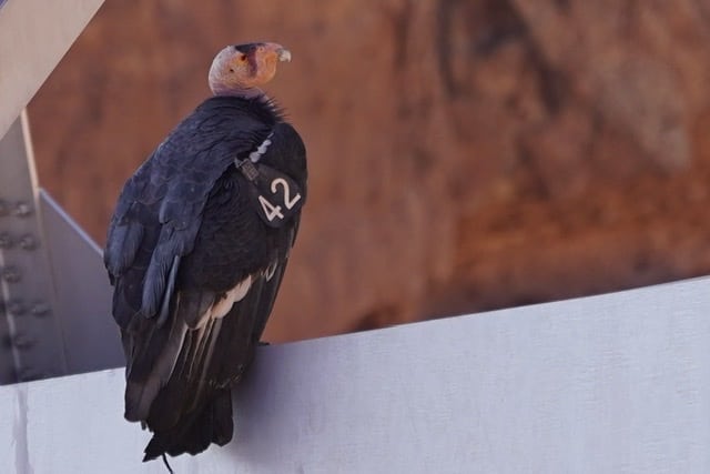 You are currently viewing California Condors, Wow!
