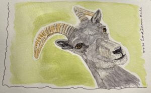 Read more about the article Bighorn Sheep