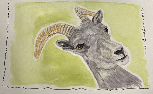 You are currently viewing Bighorn Sheep