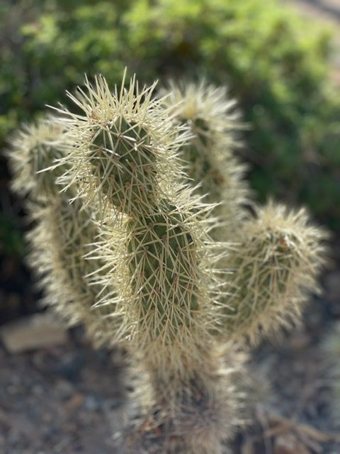 You are currently viewing Arizona-Sonora Desert Museum