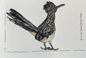 Read more about the article Roadrunner Watercolor