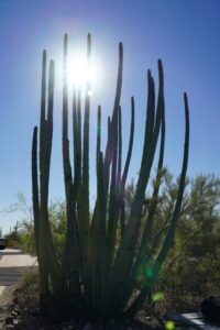 Read more about the article Organ Pipe National Monument