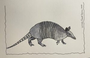 Read more about the article Armadillo Watercolor