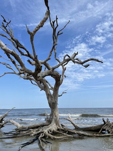 Read more about the article Jekyll Island, GA