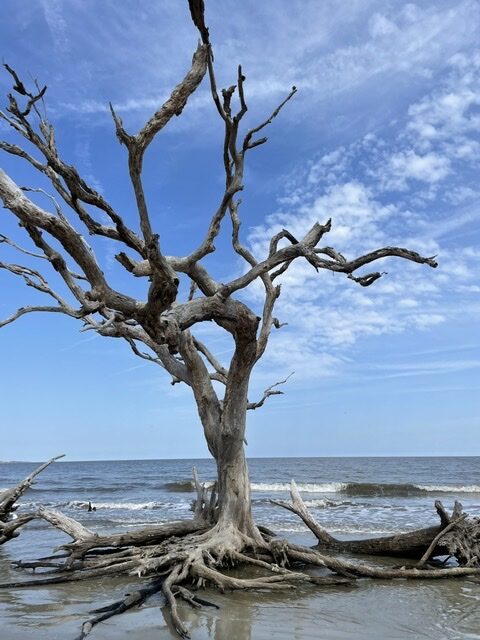 You are currently viewing Jekyll Island, GA