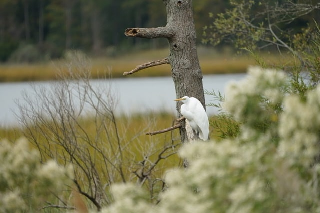 You are currently viewing A day at Bombay Hook National Wildlife Refuge!