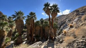 Read more about the article Palm Canyon, Victor Loop Trail