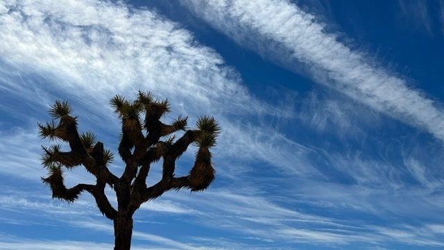 You are currently viewing 3 Days at Joshua Tree National Park