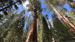 Read more about the article Two Days in Sequoia National Park!