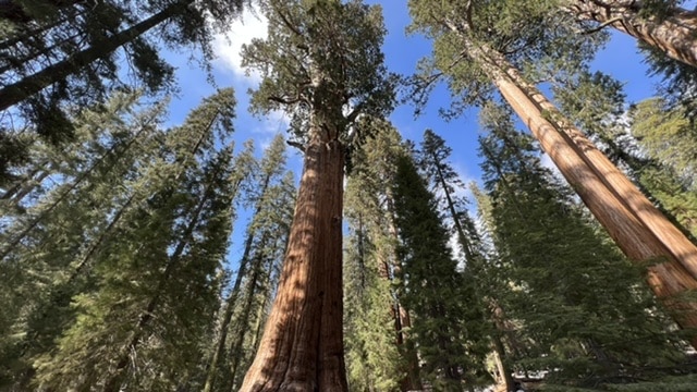 You are currently viewing Two Days in Sequoia National Park!