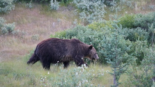 You are currently viewing Our First Grizzly & Johnston Canyon Hike!