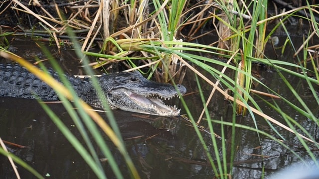 Read more about the article Our Big Reveal…and Everglades Swamp Tour!