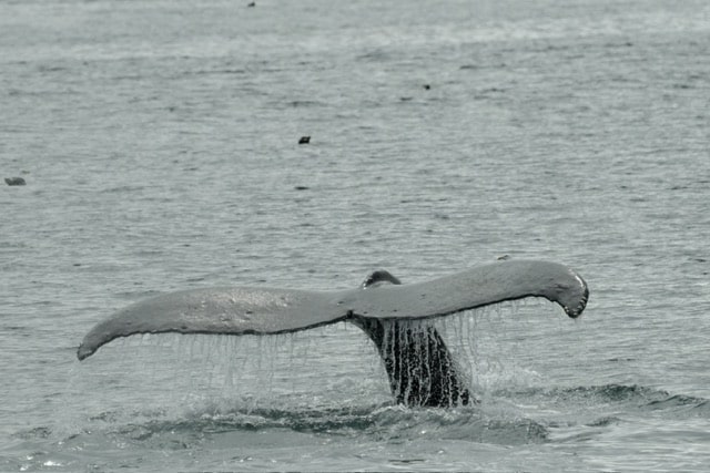 Read more about the article Seward, Alaska! Unforgettable Memories!