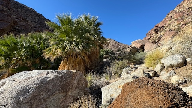 You are currently viewing A Beautiful Hike to a Palm Oasis!