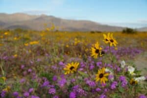 Read more about the article The Super Bloom, Borrego Springs, CA!