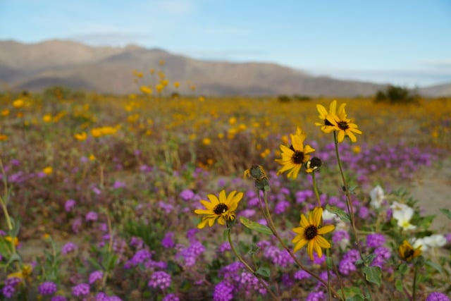 Read more about the article The Super Bloom, Borrego Springs, CA!