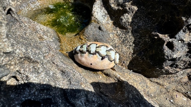 Read more about the article Exploring the tide pools of Botanical Beach, Vancouver Island!