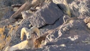 Read more about the article Bighorn Sheep Encounter While Biking in Borrego Springs, CA!